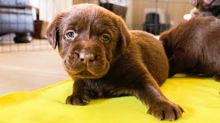 Curious Puppies Take Their First Steps!