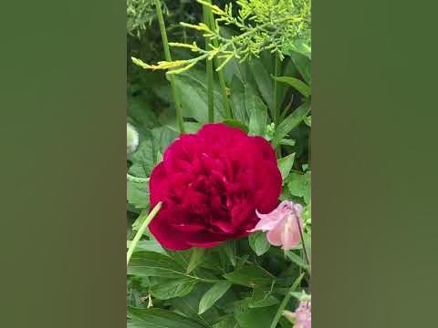 Пион травянистый вступает в разноцветье сада! Шортс. - YouTube