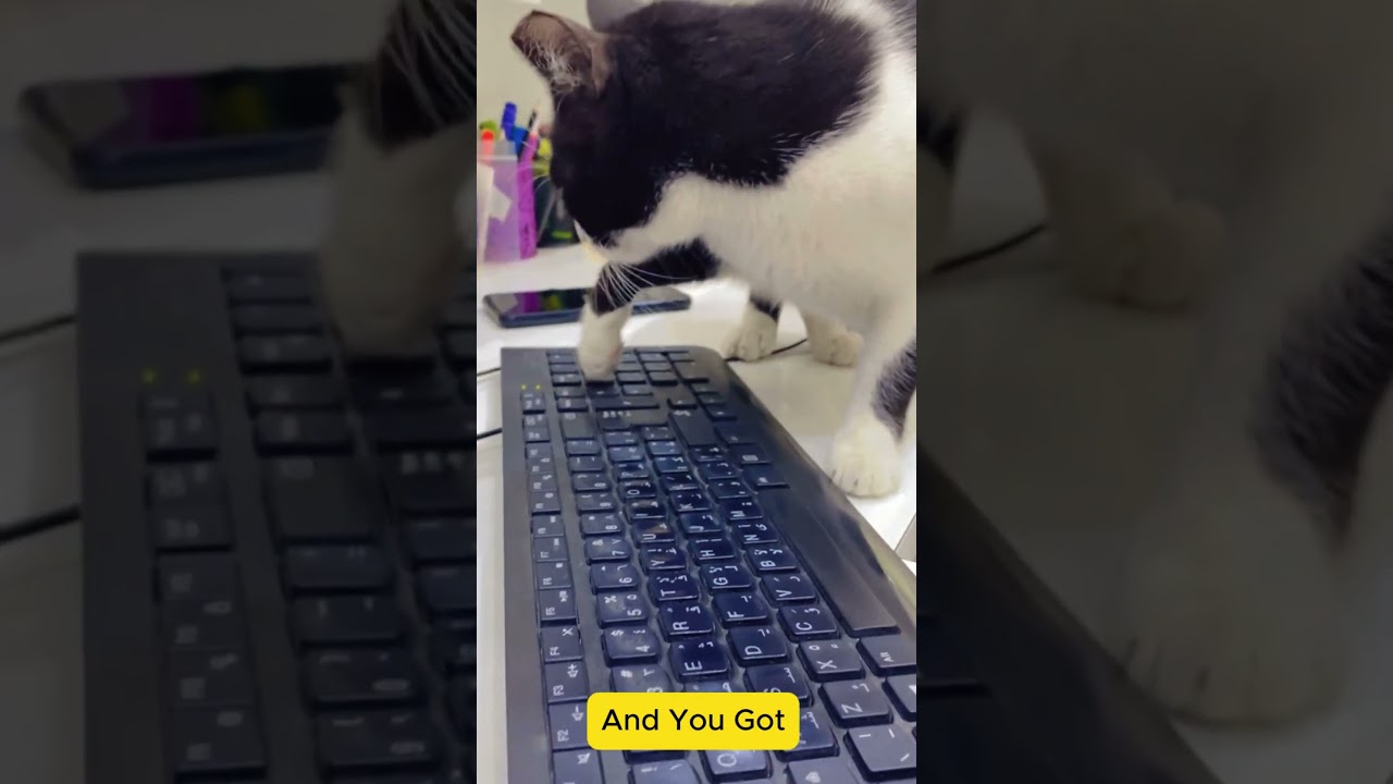 Meet Bella, the New Boss! | Office Cat Takes Over Reception Desk 🐱💼