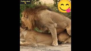 Mating when lions jerk lioness sex تزاوج عند الأسود شاهد فرحة اللبوءة