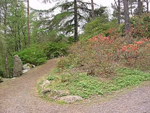 Video: Hvordan Besøke Arboretet I Sotsji