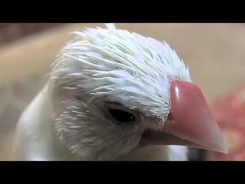 文鳥動画 Java sparrow 白文鳥 ふーちゃん レゲエな髪型？