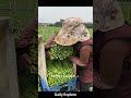 This Vegetable Harvesting Is So Satisfying! 🥬#farmasmr  #satisfyingvideo