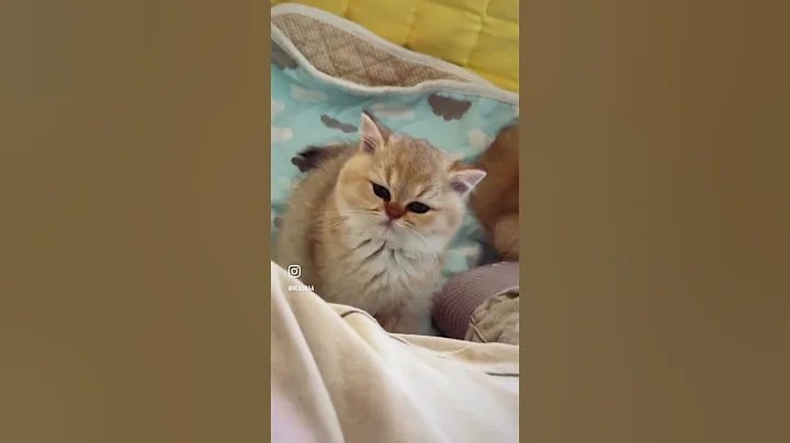 Video 11848821: britishshorthair cutecat, british kitten, cutecat adorable, kitten falls