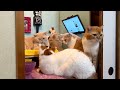 押し入れに猫のための秘密基地を作った