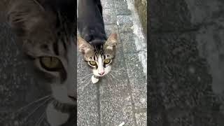 Bazı Şeyleri Biraz Abarttım Sanırım Şfet