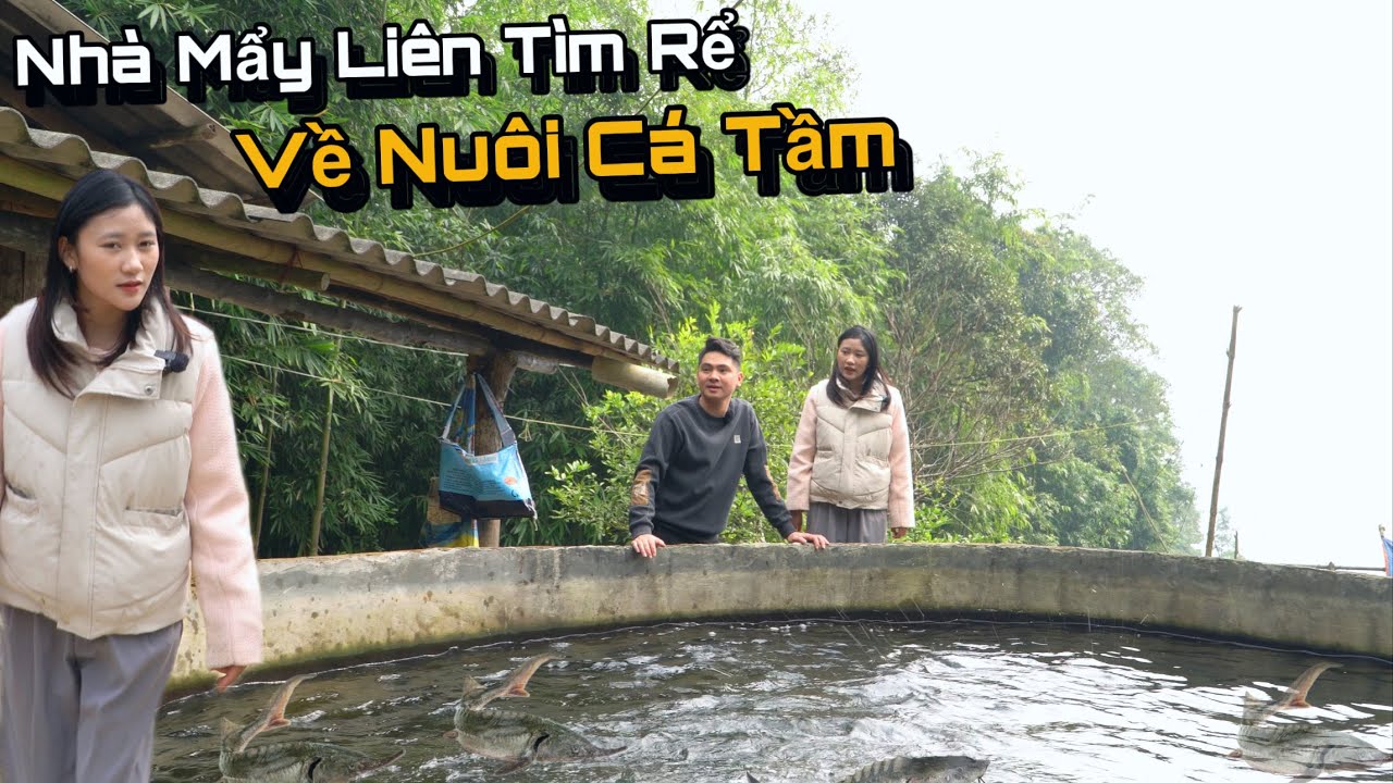 Em Gái Người Dao Đỏ Bỏ Học Giữ Chừng Về Làm Trang Trại Cá Tầm, Thu Hàng Tỉ Đồng, Nùng Ngỏ Ý Ở Lại..!