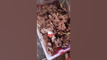 Cara Bertani."  Bibit Jahe siap tanam ciri2 nya begini...