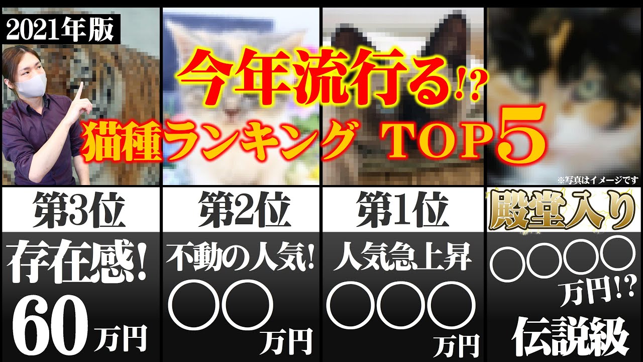 金額の高い猫種ランキングtop5 21年に流行るかもしれない猫種をご紹介 猫ブリーダーが人気急上昇中の理由や飼い方を解説します Youtube