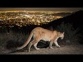 Protect Mountain Lions under the CA Endangered Species Act