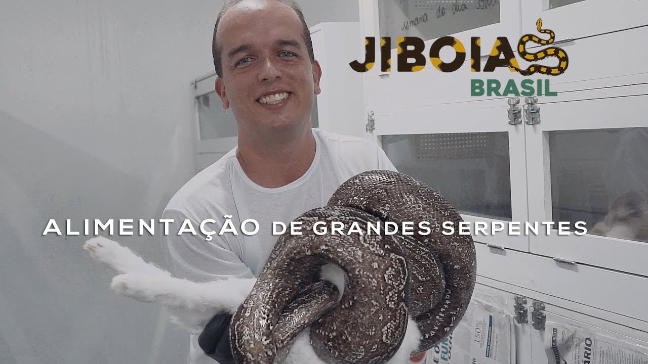 Alimentação de grandes serpentes