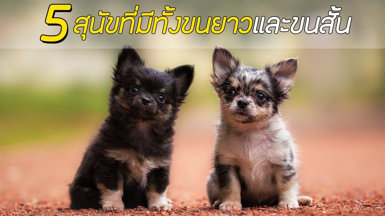 หมาขนสั้น  New Update  5 สายพันธุ์ สุนัขที่มีทั้งขนยาวและขนสั้น !!!