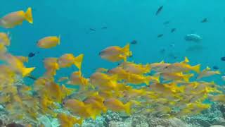 Exploring Raja Ampat in VR