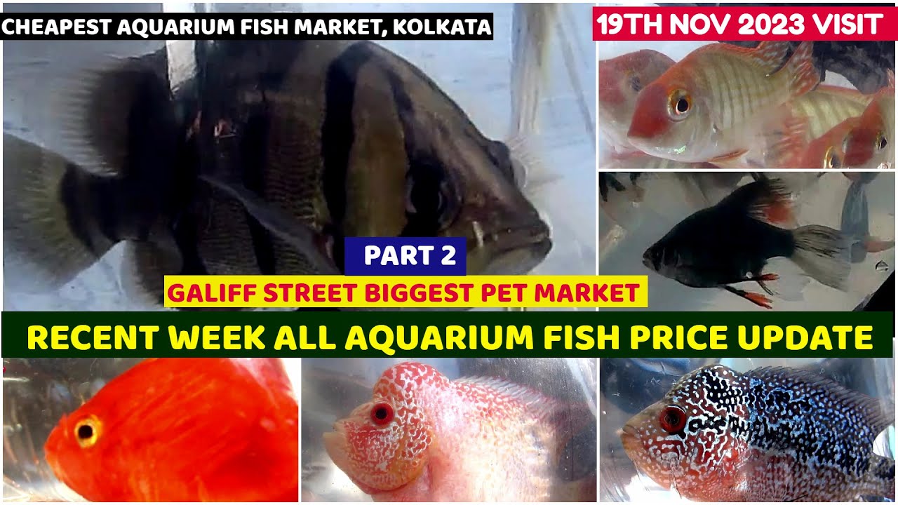 Recent All Aquarium Fish Price UpdateGaliff Street Cheapest Aquarium Fish Market W.B.19th Nov