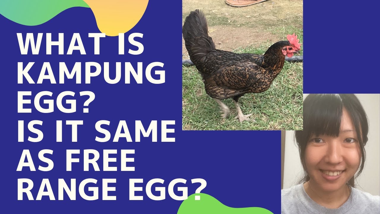 What is kampung egg? Is it same as Free range eggs? YouTube
