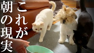 【犬と猫】多頭飼いのモーニングルーティン