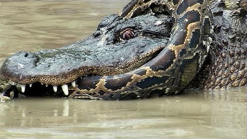 Python vs Alligator 11 -- Real Fight -- Python attacks Alligator