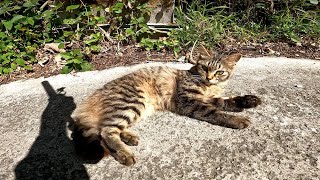 A cute kitten on Takakushima, the island of cats by Cat pillow ねこまくら 27 views 3 days ago 1 minute, 26 seconds