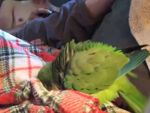 Weird parrot lovin on a blanket Weird parrot lovin on a blanket
