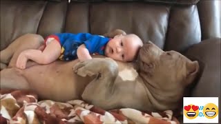 كلاب تحمى الاطفال _ When dogs protect babies