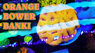 Fragging an ORANGE Bowerbanki Coral with Cris Capp of Aquatic Art Inc.