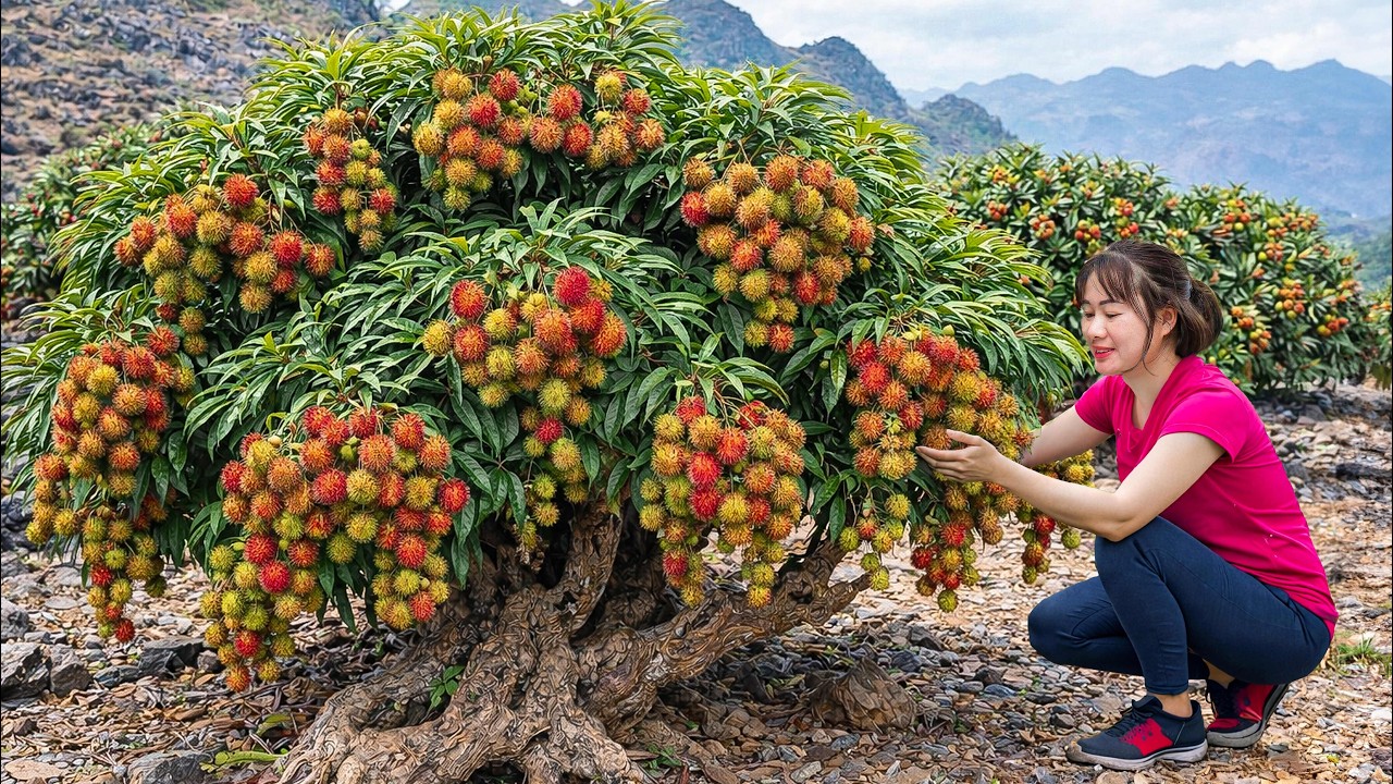 Harvesting Rare Wild Rambutan to Sell | 150 Days From Flowering to Fruiting | Off The Grid