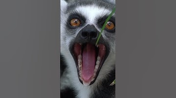 Lemurs in the wild be like #Shorts
