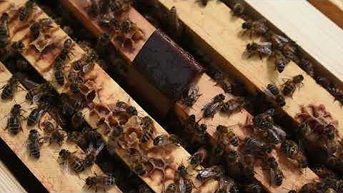 HopGuard 3 - Natural Varroa Mite Control