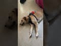 Dog chilling #dog #puppy #labrador #pitbull #summer
