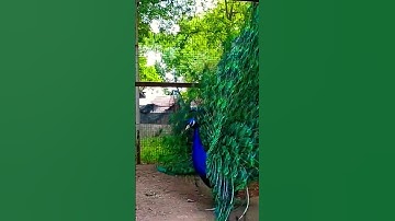 Thumbnail of 360 degree display of a peacock open feathers #shorts #birds #nature