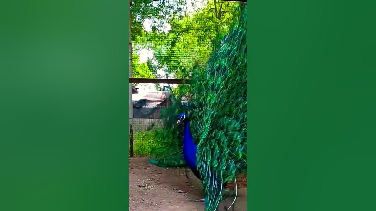 360 degree display of a peacock open feathers #shorts #birds #nature