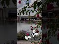 محبوبة الصبح