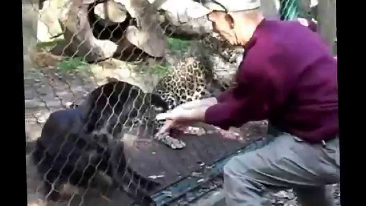 Feeding Zoo Animals - Fail