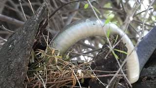 Black mamba, something that always impose fear and awe at the same time, you do not mess with them