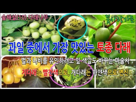 #숲해설(10) 과일 중에서 가장 맛있는 우리의 토종 다래, 벌과 나비를 유인하려고 잎 색깔도 바꾸는 마술사, 지다래는 빨간색 개다래는 흰색으로 #꽃사랑가든 20210924
