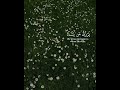 الله لطيف بعباده يرزق من يشاء تلاوة خاشعة للشيخ عبدالباسط عبد الصمد سورة الشورى الله لطيف بعباده يرزق من يشاء تلاوة خاشعة للشيخ عبدالباسط عبد الصمد سورة الشورى