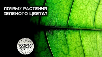 Почему растения зеленого цвета?