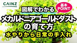 メカルドニアゴールドダストの育て方 カインズ花図鑑 Youtube