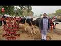 पशु मंडी डबवाली (भाग- 1) 10-01-2021 Pashu Mandi Dabwali (Part-1) Cows Special