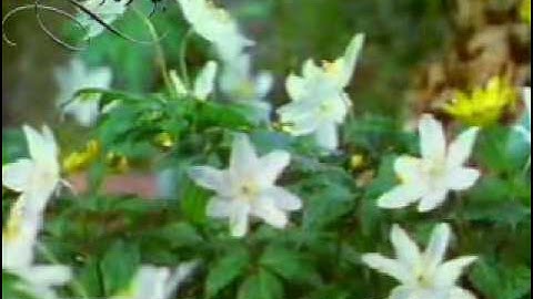 تلاوة من سورة نوح للشيخ ناصر القطامي - قطر 1430