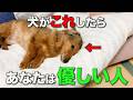 優しい人に育てられた犬だけが見せる仕草6選【徹底解説】