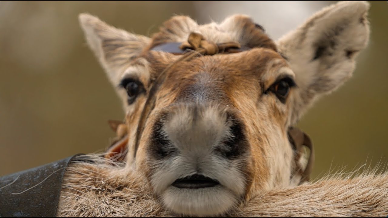 охота в лесотундре Вынгаяхи. - YouTube