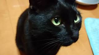 甘える黒猫