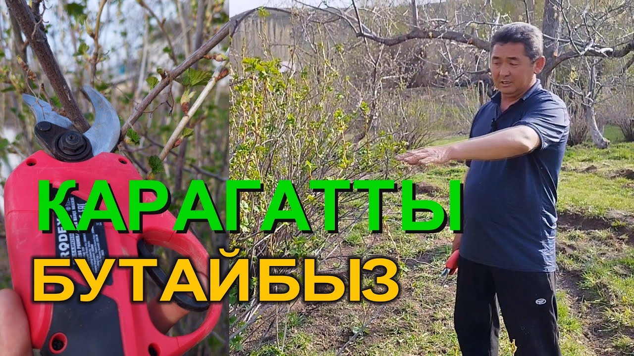 КАРАГАТТЫ ТУУРА БУТОО МЕНЕН САПАТТУУ ТҮШҮМ АЛСАҢЫЗ БОЛОТ    КМЦ КЫРГЫЗСТАН