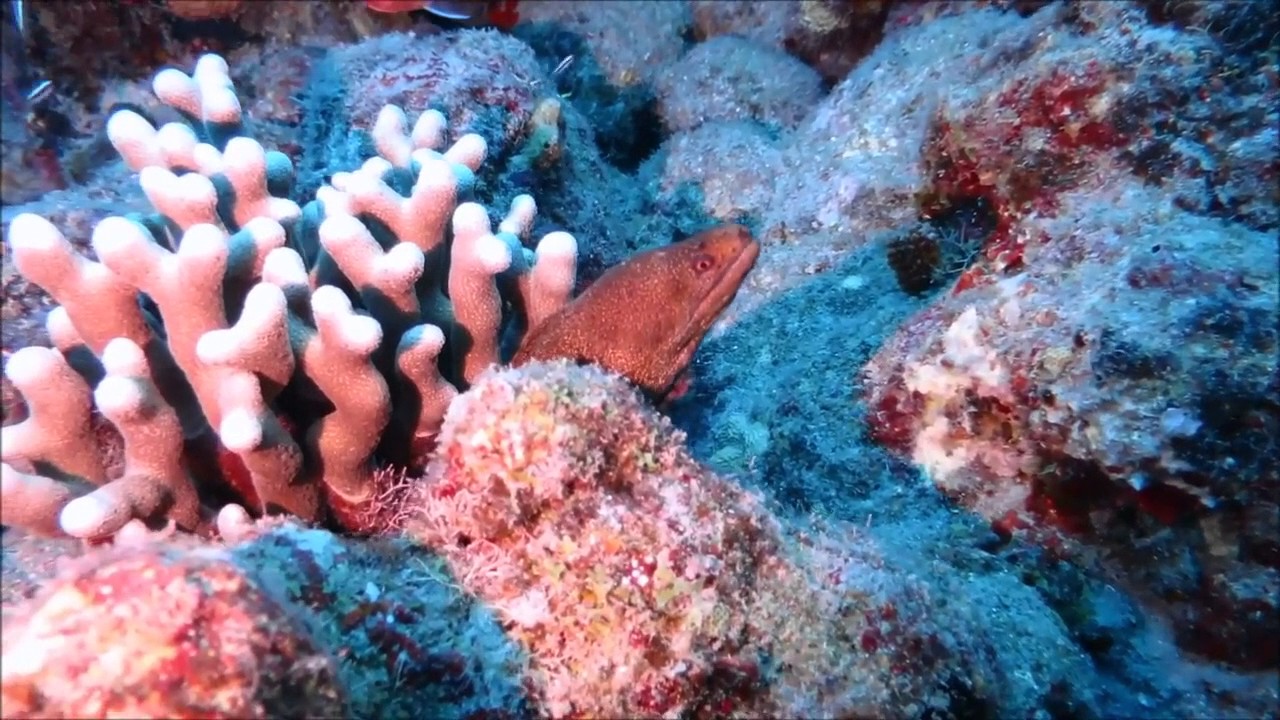 Saba and St Kitts - AmericanReef ReefKeeping video podcast - caribbean diving