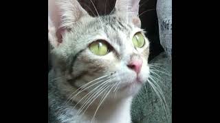 But Mighty Full Episode Kisaedits