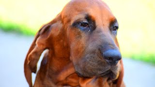Exercising Your Bloodhound: Tips for Keeping Them Fit and Happy