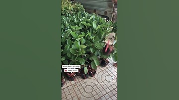 Cây giống Ổi Ruby ruột đỏ @Vuonuomcaygiongcaimon