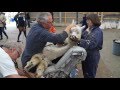 alpaca shearing vid 2