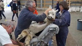 alpaca shearing vid 2